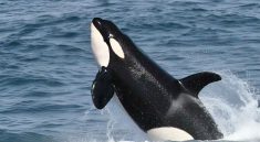 Killer Whales