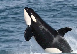 Killer Whales