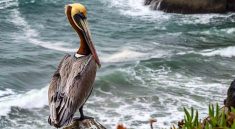 ODFW Investigates Rising