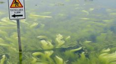 OHA Issues Algae
