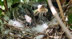 Respect Baby Wildlife