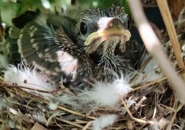 Respect Baby Wildlife