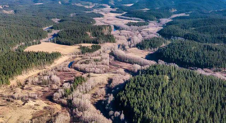 BLM allocated Nearly