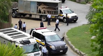 Major Raid Uncovers Cruelty: Hundreds of Animals Seized