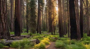 Pacific Power Unveils Bold Strategy to Curb 2025 Wildfire