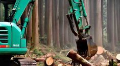 Oregon Timber Sale