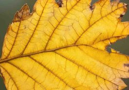 Ash Tree Alert