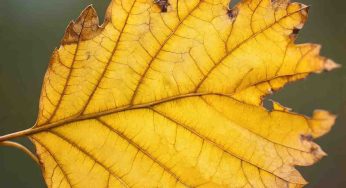 Ash Tree Alert: Oregon Warns of Invasive Insect Threat