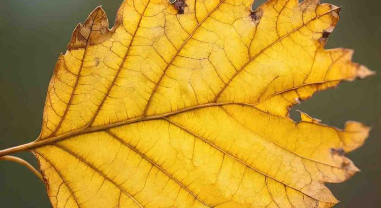 Ash Tree Alert