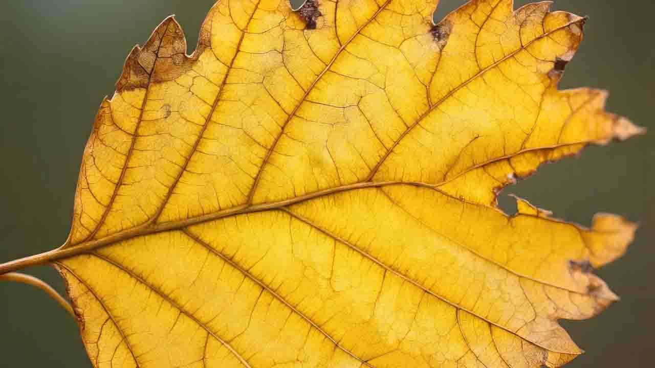Ash Tree Alert