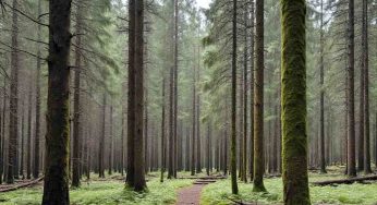 Wildfires and Wildlife: Oregon’s Animals Adapt