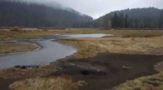 Willamette Valley Faces