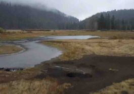 Willamette Valley Faces