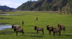Discover Dean Creek Elk Viewing Area A Year-Round Haven for Roosevelt Elk Enthusiasts