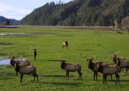 Discover Dean Creek Elk Viewing Area A Year-Round Haven for Roosevelt Elk Enthusiasts