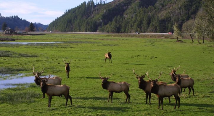 Discover Dean Creek Elk Viewing Area A Year-Round Haven for Roosevelt Elk Enthusiasts