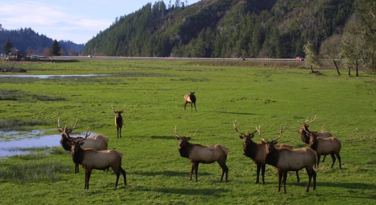 Discover Dean Creek Elk Viewing Area A Year-Round Haven for Roosevelt Elk Enthusiasts
