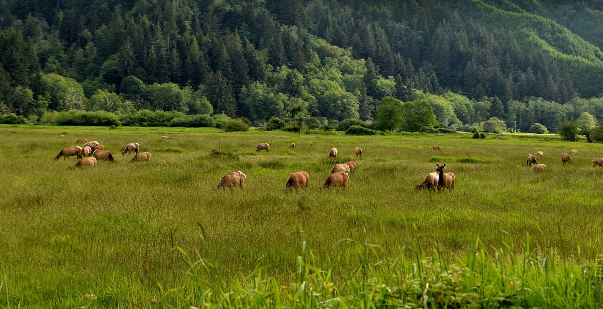 Discover Dean Creek Elk Viewing Area A Year